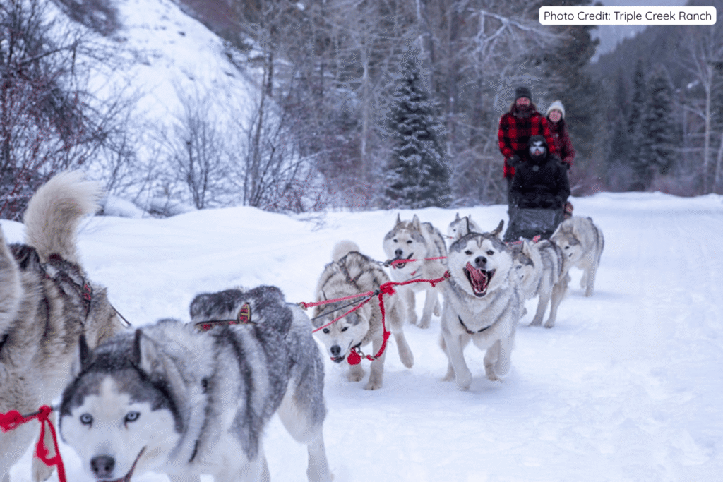 A team of energetic Siberian Huskies pulling a sled through deep snow, with guests bundled up riding behind them on a winter trail at Triple Creek Ranch in Montana.