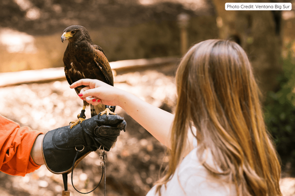 A woman with long brown hair gently interacting with a Harris’s hawk perched on a gloved hand during a falconry experience at Ventana Big Sur, set against a natural wooded background.